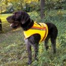 Gilet de signalisation et protection pour chien taille 2